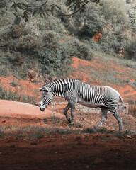 zebra in the wild