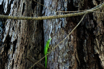 The emerald tree skink walking up on the tree in Carp Island in Palau