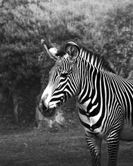Fototapeta na wymiar black and white zebra close up
