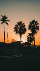 Sunset with palm trees