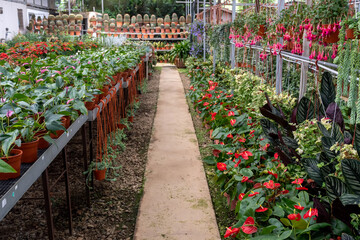 Plant nursery with variety of flowers