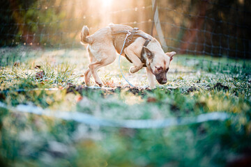 Kleiner Hund erkundet den Wald