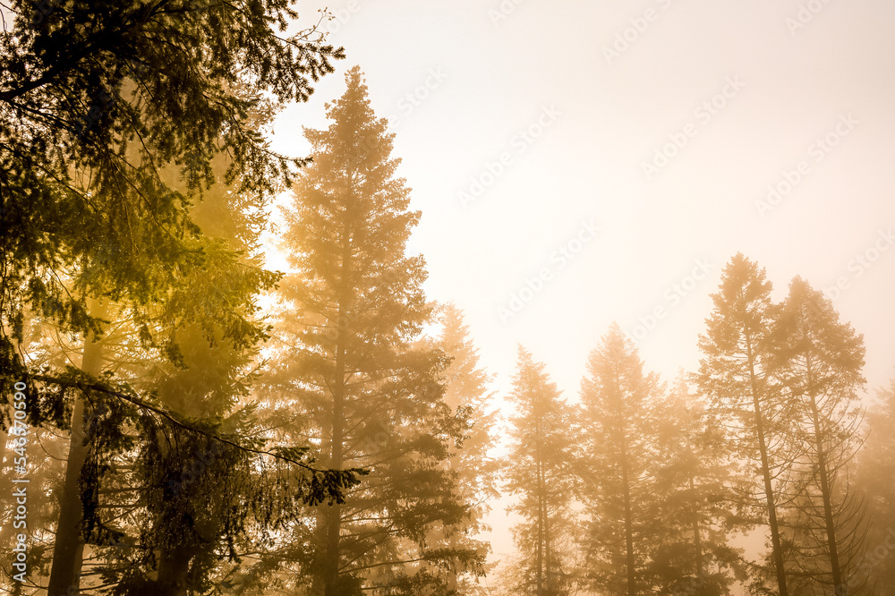 Poster Nature bois foret automne planète feuille sapin