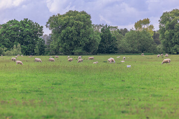 Fototapeta premium Lacock - May 29 2022: Sheep in the countryside in the old rural town of Lacock, England.