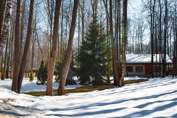 Foto op Plexiglas Modern backyard with trees at winter time © fotofabrika