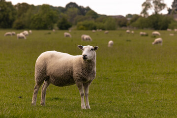 Lacock - May 29 2022: Sheep in the countryside in the old rural town of Lacock, England.