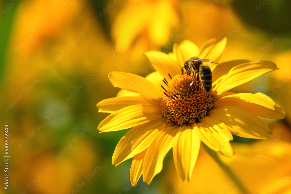 Wall mural bee and flower. close up of a large striped bee collecting pollen on a yellow flower on sunny day. m