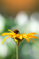 Bumblebee. One large bumblebee sits on a yellow flower on a bright day. Macro horizontal photography