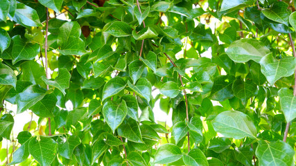 Fototapeta na wymiar green leaf background or green leaves nature background.