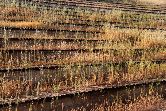 Abandoned Wooden Benches And Bleachers Overgrown With Dry Grass And Weeds At An Old Stadium