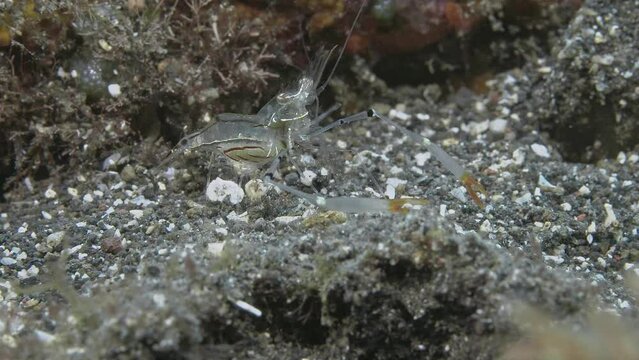 A transparent shrimp sits on black sand and collects food with its claws.

Red-striped cuapetes shrimp (Cuapetes sp.)
Indonesia, 3 cm.
ID: red lines not outlined with white, IT