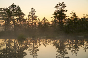 Fototapeta na wymiar sunrise dawn on the swamp. Reflections of trees in lakes. Sunset, warm light and fog. Viru swamps Estonia