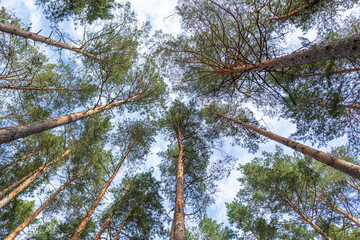 Tops of pine trees in the forest.