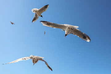 A flock of seagulls in flight against a sky.