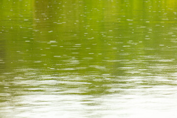 Raindrops on the surface of the water in the pond.
