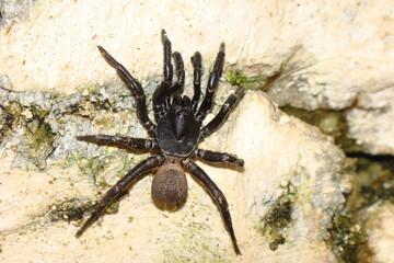 Spider (Ummidia algarve)