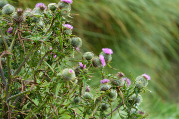 Wilde Vegetation an der schottischen Küste