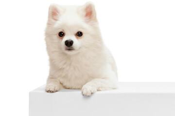 Portrait of cute white Pomeranian spitz posing, calmly lying, looking at camera isolated over white studio background