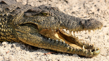 Krokodil Kopf