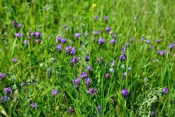 purple flowers in the grass on meadow in sunny day, close-up
