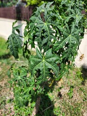 Cnidoscolus chayamansa McVaugh leaves can be taken orally. It is used as a laxative, diuretic, and improves blood circulation. aid digestion It is a vegetable with high nutritional value.