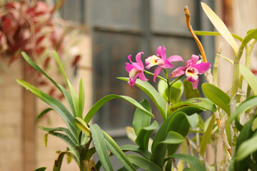 Beautiful pink orchid flowers in a greenhouse. Flowering of a tropical plant in artificial conditions. Flower, selective background