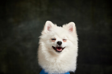 Portrait of cute white Pomeranian spitz posing with smiling muzzle isolated over vintage green studio background