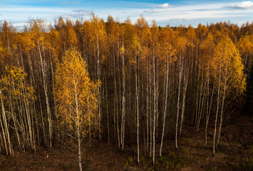 Aerial drone view to the autumn colored forest. Yellow birch trees. Beautiful nature from above.
