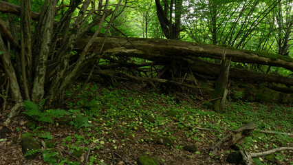 An old fallen tree covered with moss lies in a forest surrounded by shrubs. Sochi, Russia.