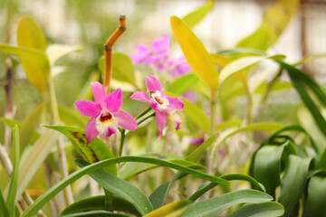 Beautiful pink orchid flowers in a greenhouse. Flowering of a tropical plant in artificial conditions. Flower, selective background