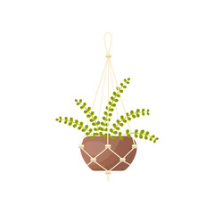 Hanging fern plant in pot vector illustration. Cartoon drawing of plant in pot isolated on white background. Nature, decoration, gardening concept