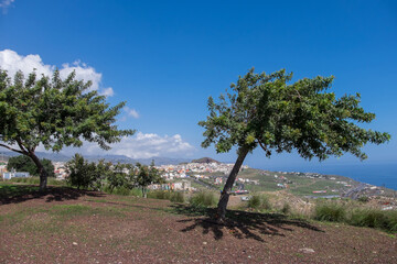 Fototapeta premium Árboles y vista del barrio de Taco en la isla de Tenerife, Canarias