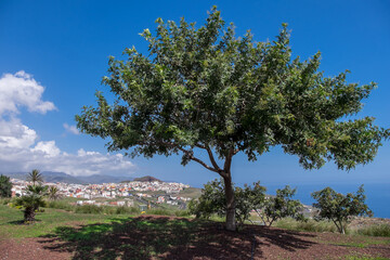 Fototapeta na wymiar Árbol y paisaje en el sureste de Tenerife, Canarias