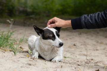 Stray dog on the street.A man pats the head of a white pedigree dog on a deserted beach in the...