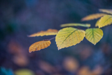 gelbe Herbstblätter an einem Ast