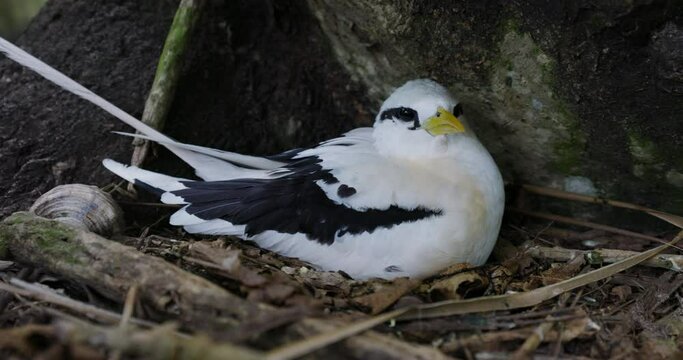Close-up side view of a White-tailed tropicbird sitting on her nest on the ground