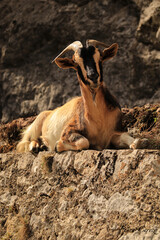 mountain goat on the rock