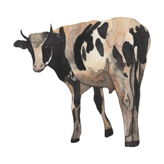 Cow.Farm illustration.Watercolor element on white background.