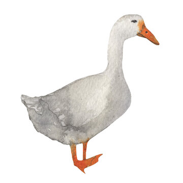 Duck.Farm illustration.Watercolor element on white background.