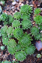 Sempervivum × funckii rojnik funcka