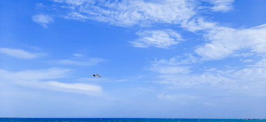 Seagull in the blue sky with white clouds