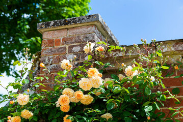 Roses against a Brick Wall During Spring Time