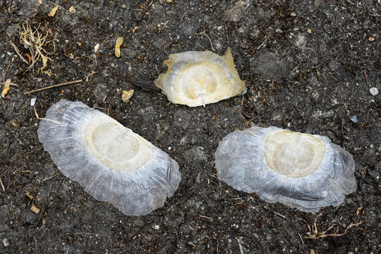 Macro view of Seed Of Oroxylum Indicum