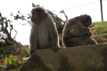 monkeys living together in freedom in japan