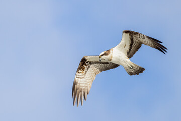 Obraz premium Osprey