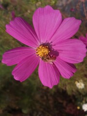 Obraz premium pink cosmos flower