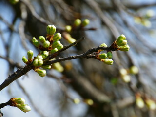 Buds