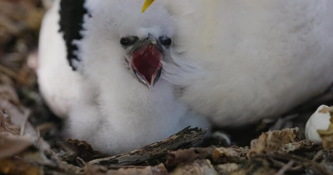 Close-up cropped front  view of an adorably cute white fluffy White-tailed tropicbird chick snuggled next to it's mother wing in nest