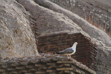 Una de las tantas gaviotas que rondan por el Coliseo Romano.