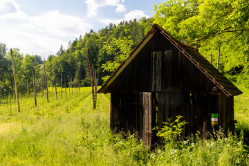 Hop garden in spring, Styria, Austria